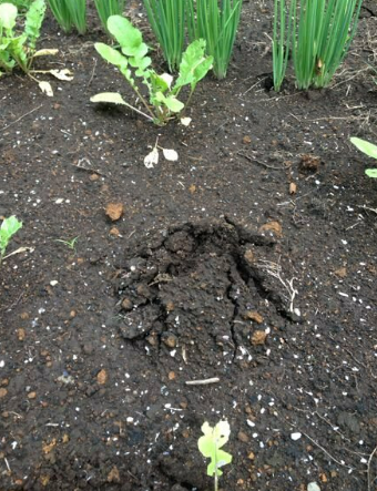 土が盛り上がる