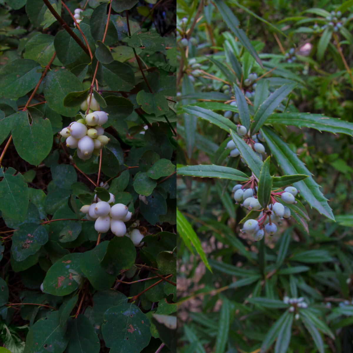 Снежноягодник