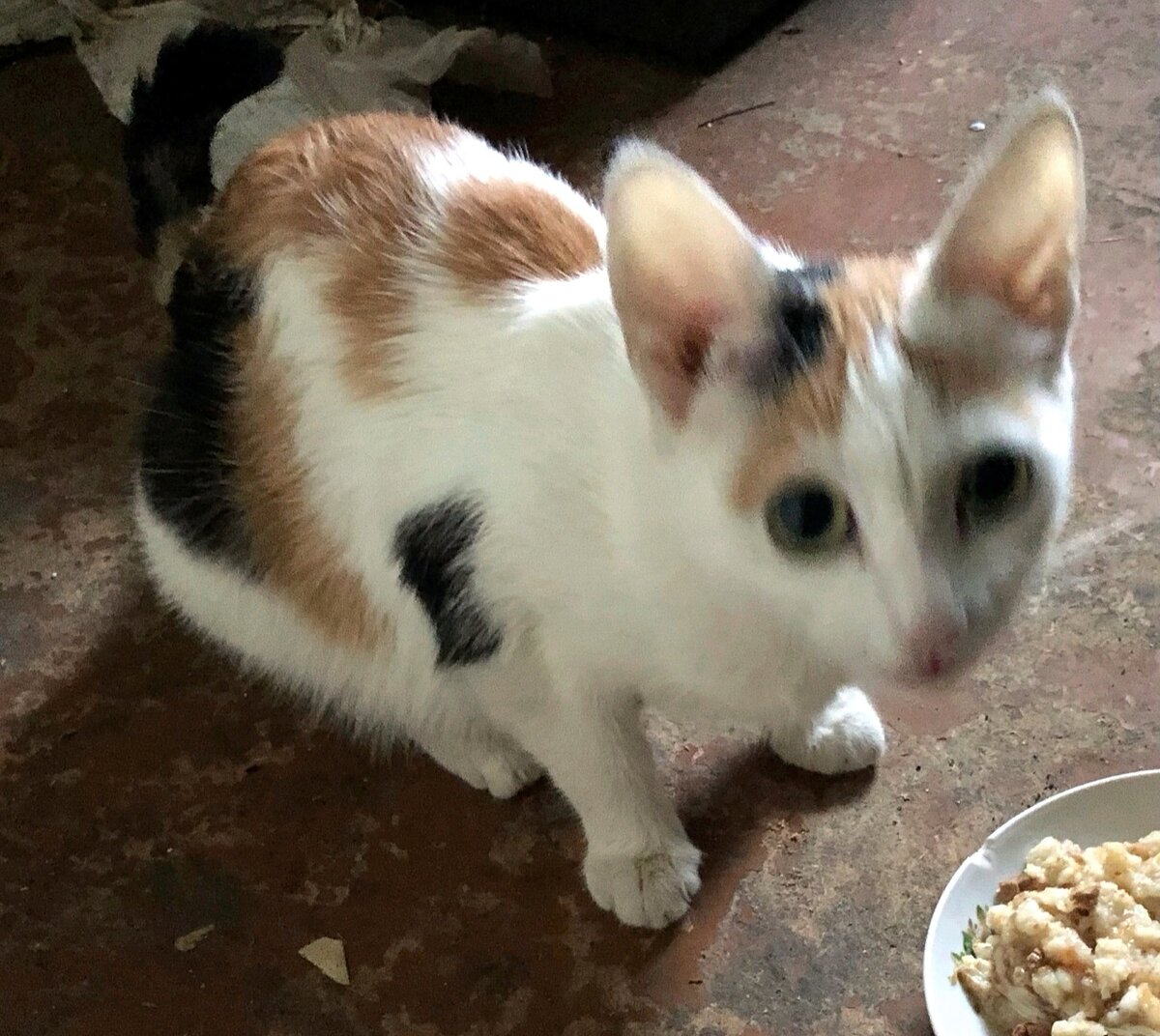 Для котят нашлась передержка, а кошка осталась с неадекватной хозяйкой