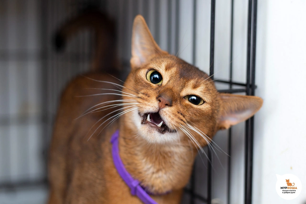 🚺 Антресоль, 4 года. Абиссинская