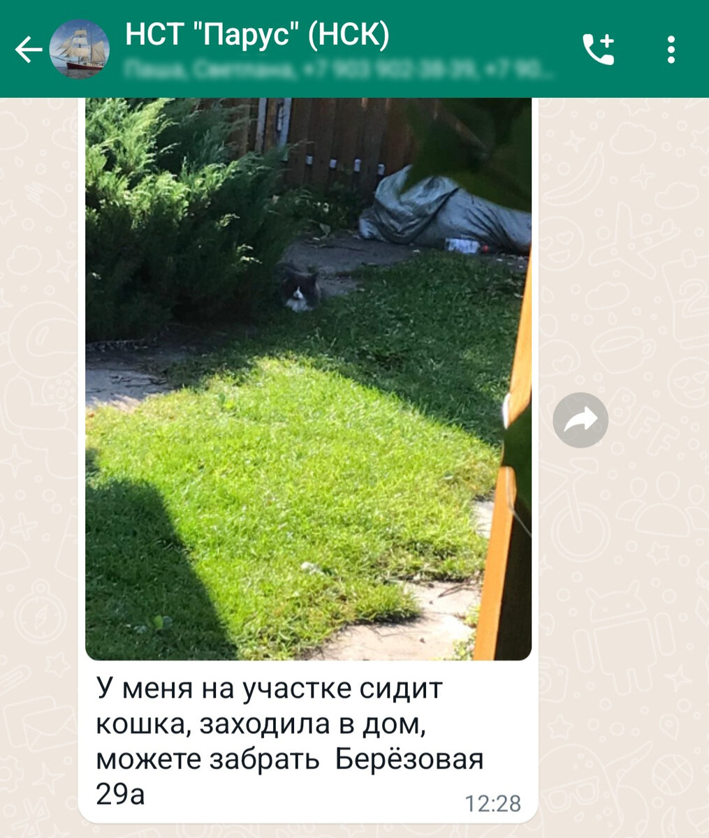 Вот он красавец 😺