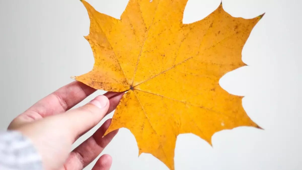     «Бабье лето» подойдет к концу в Ростовской области уже на следующей неделе, заявил климатолог Александр Иошпа.