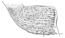 Лёгкое-книжка паука в поперечном разрезе. 1 — отверстие для входа воздуха, 2 — пластинки, заполненные гемолимфой, 3 — прослойки воздуха между ними.