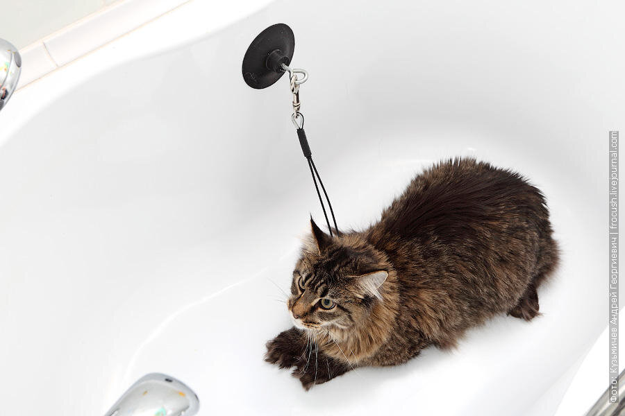 Как помыть кошку и остаться в живых | ГЛАВ.СТАТЬ | Дзен