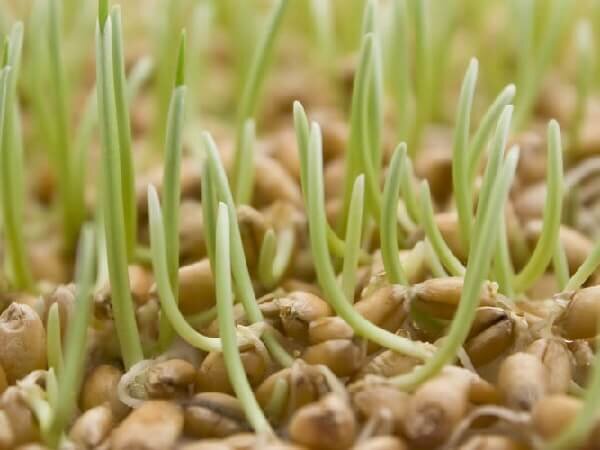 Пророщенная пшеница для кур несушек – польза и вред, как правильно кормить  | Курочка | Дзен