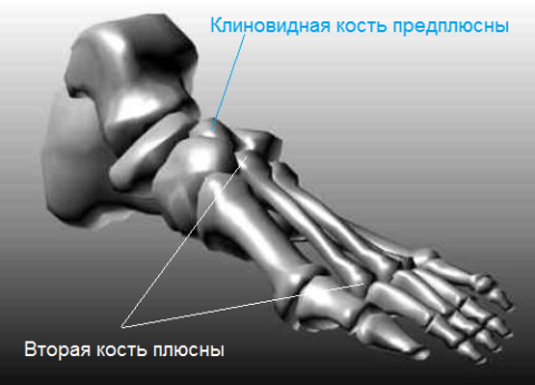  Вторая плюсневая кость длиннее остальных