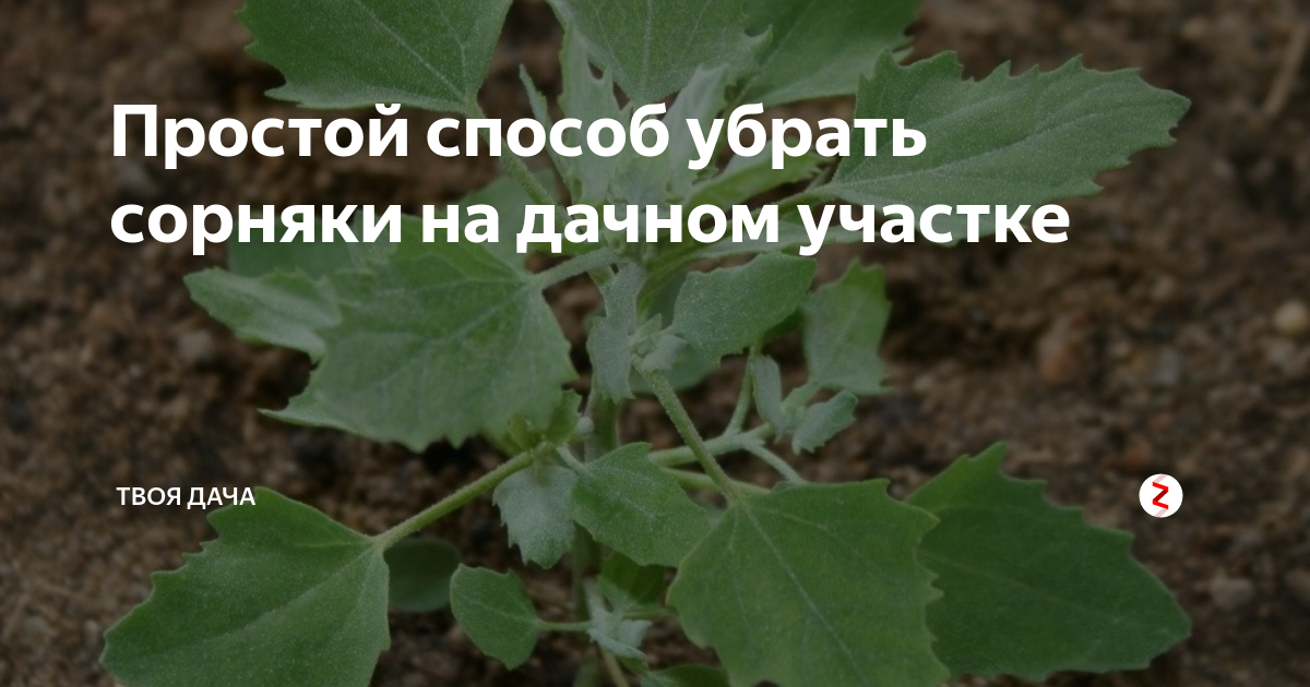 Как избавиться от лебеды. Лебеда сорняк на огороде. Лебеда Садовая съедобная. Лебеда как избавиться на участке. Сорняк лебеда как избавиться.