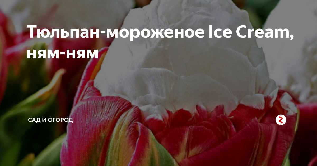 Тюльпаны, о существовании которых вы даже не догадывались: 10 фото с цветами, похожими на мороженое