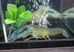 Аквариумы обустраиваются по аналогичному принципу. Дно должно быть песчаным. Вода в аквариуме поддерживается определенной температуры, поэтому и в помещении обязательно должно быть тепло. В противном случае раки могут впасть в спячку и ни о каком потомстве мечтать не придется.