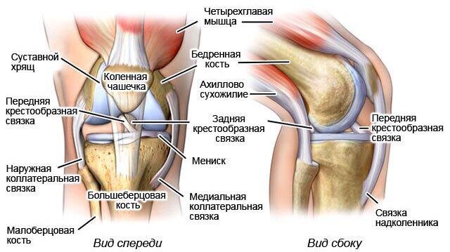 Строение коленного сустава.