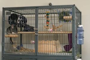 Шиншиллы должны жить в клетках. Так как они очень активны, чем больше клетка, тем соответственно лучше для них. Клетка, по возможности, должна быть высокой и широкой. Если выбор клеток для шиншилл невелик, необходимо остановиться хотя бы на широкой клетке, так как данный вид грызунов нуждается в постоянном движении. Эти животные любят прыгать, так что лучше купить клетку с несколькими уровнями. Есть много моделей подобных клеток, но,  по возможности, таких уровней должно быть четыре. Нужно убедиться, что в клетке сплошное дно, так как лапы шиншиллы могут застрять в проволочном дне, и она может сильно пораниться, пытаясь освободиться. Это может привести к довольно опасным травмам и даже переломам. Желательно убедиться, что прутья клетки расположены близко друг к другу, и зверек не сможет просунуть голову через пространство между ними. Если между прутьями проходит голова животного, то с легкостью рано или поздно оно сможет протиснуться между ними полностью и сбежать. Многим людям шиншилла может показаться достаточно крупным грызуном, но это ошибочное мнение. Ее основной видимый объем создает мех. При выборе проволочной клетки для шиншиллыобязательно нужно удостовериться в том, чтобы свободные края проволоки не торчали, так как это может стать причиной наколов и порезов.