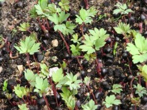 Многие садоводы не очень любят данный метод. Все дело в уже упоминавшейся выше невысокой продуктивности. Помимо этого, он еще и достаточно трудоемкий. Еще один негативный момент – медленный процесс развития растений. При использовании размножения зелеными стеблевыми черенками они зацветают только лишь к 5-му году жизни. Тем не менее многие садоводы выбирают именно черенкование, невзирая на все имеющиеся здесь сложности.