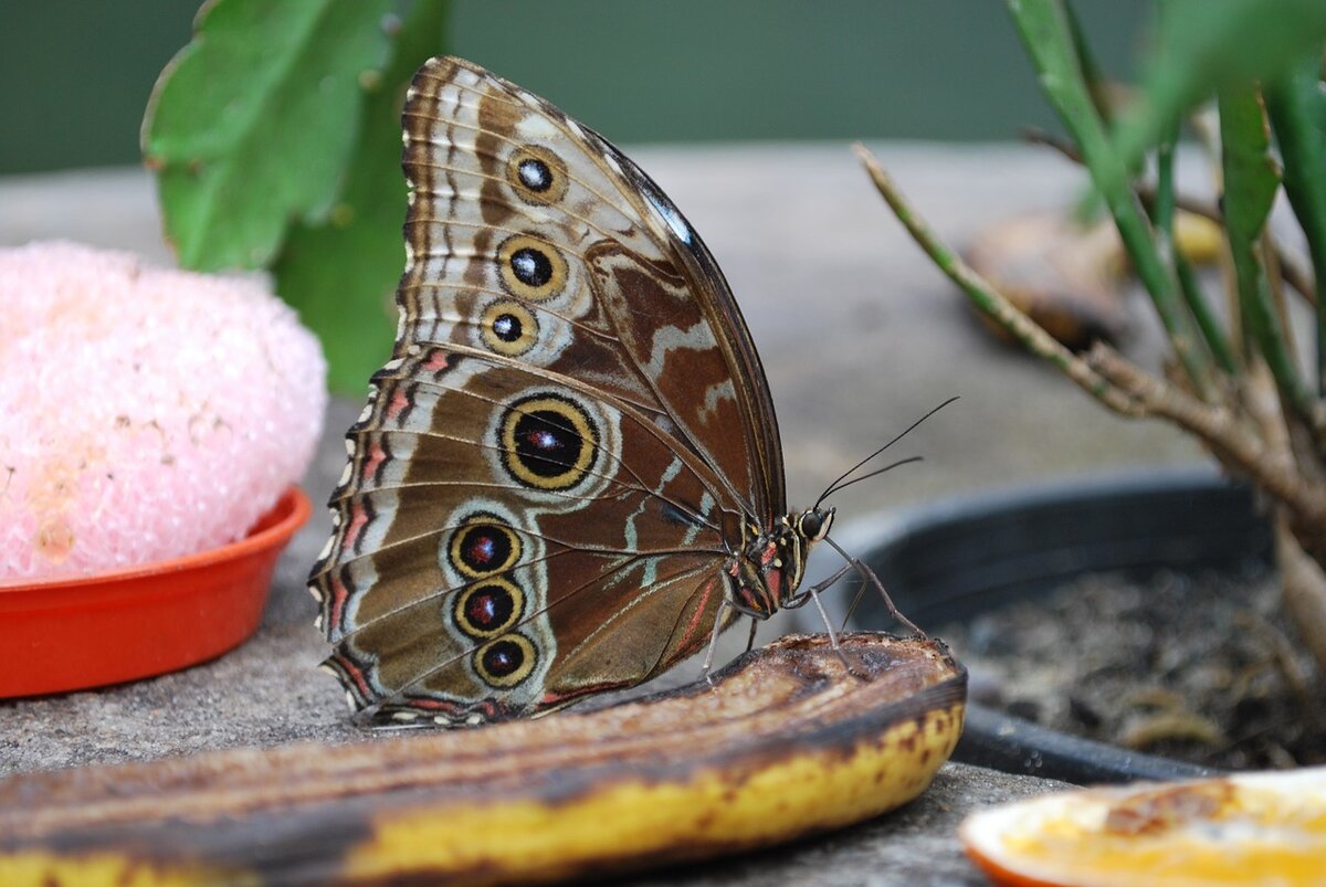Питание бабочек. Питание бабочек в природе. Питание бабочек картинки. Чем питаются бабочки. Чем питаются бабочки в домашних