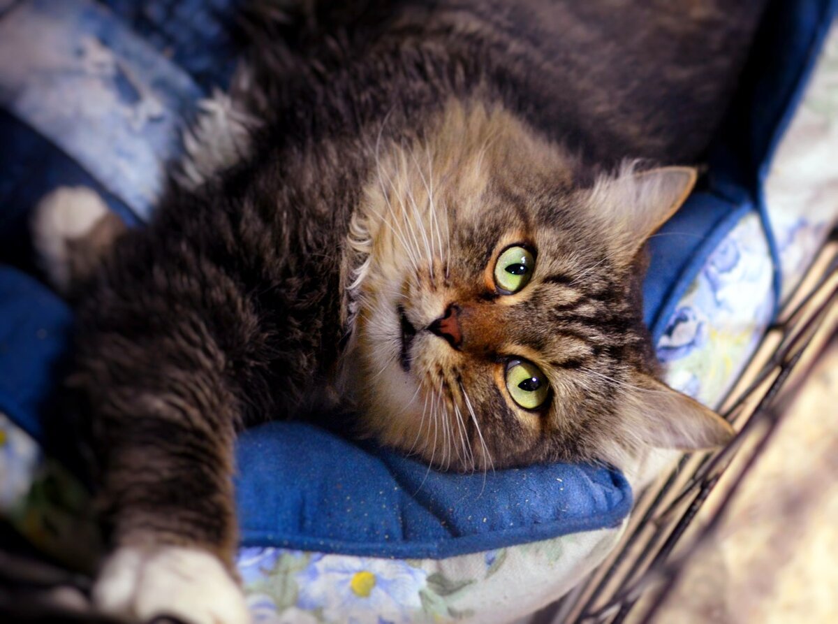 Напоминанием  о тяжелом прошлом для котика стал иммунодефицит. Это заболевание  ограничивает его общение с другими кошками, но не с человеком — вы бы  видели, как котейка мурчит и ластится к рукам, как он бегает за  ленточкой, как благодарен он за всю помощь, которую оказали  неравнодушные люди!   