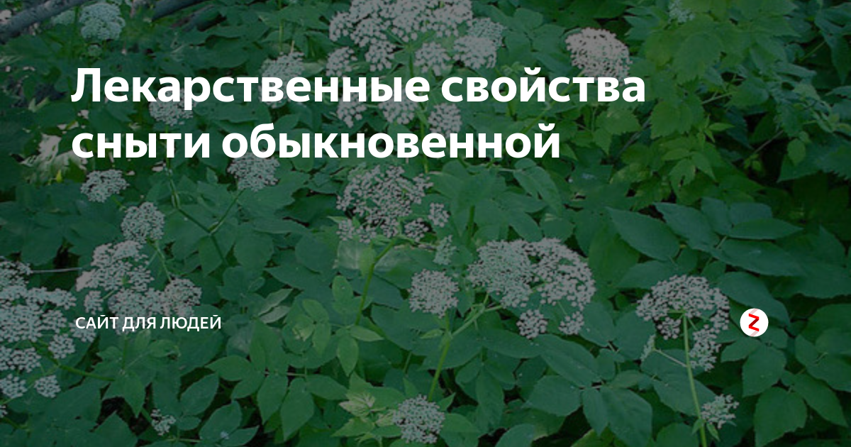 Сныть. Сныть семена. Сныть обыкновенная семена. Травы сныть обыкновенная полезные.