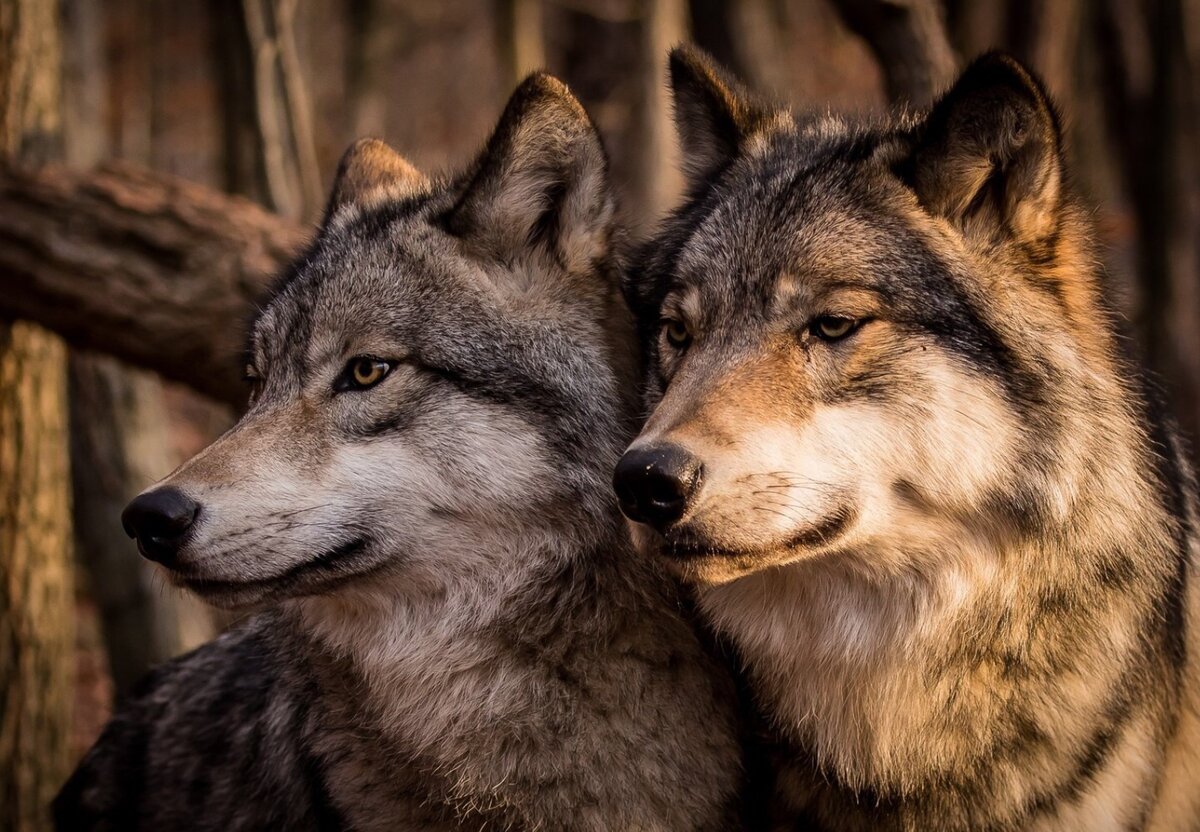 Изображение  взято с сайта pikabu.ru
