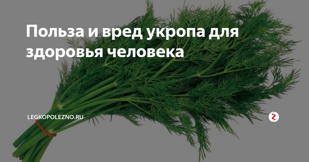 Укроп при диабете. Укроп от сахарного диабета. Семена укропа от сахарного диабета. Петрушка, укроп при сахарном диабете. Укроп темно зеленый.