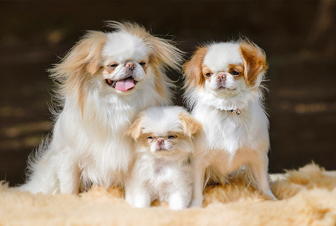 семейство хинов