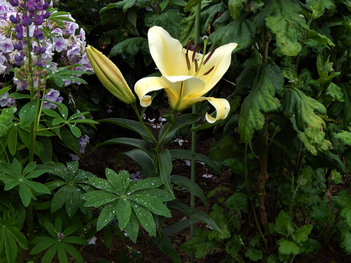 Lilium Conca d Or , гибрид высотой чуть более 1 м., имеющий стебель светловато-зелёного оттенка. Отличается продолжительным цветением - до 100 дней. Соцветия крупные (до 25-28 см) с нежным запахом. (Ссылка на источник)