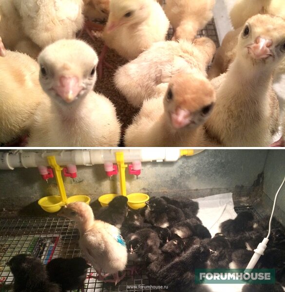 Биг - 6 индюшата недельные. Когда индюшат выпускают на улицу. Когда индюшат выпускают на улицу. Когда индюшат выпускают на улицу. Суточные индюшата.