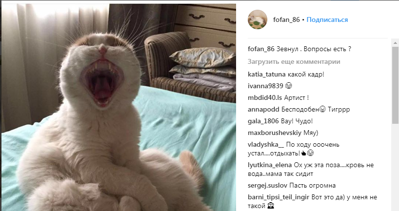 Подписчики звёздного кота в полном восторге от него (Instagram @fofan_86)