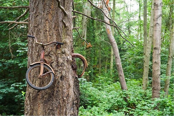Доброго времени суток, дорогие читатели! В интернете можно наткнуться на уникальное фото велосипеда, который врос в дерево и находится примерно на высоте 2 метра от земли.