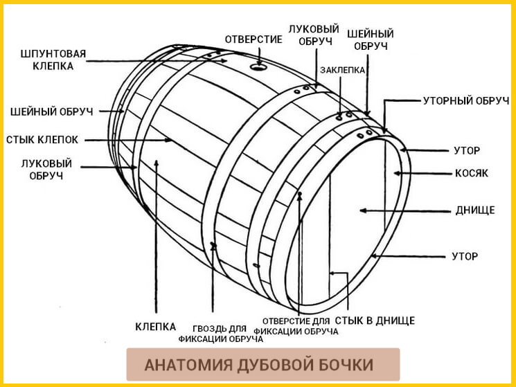 Анатомия дубовой бчки