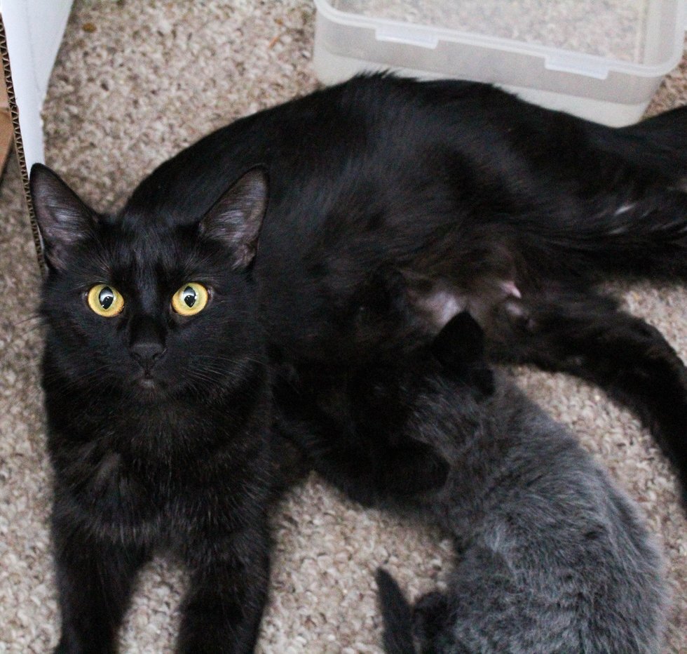 Кошки рождаются с шерстью. Черный котенок с сединой. Седая черная кошка. Седой черный кот.
