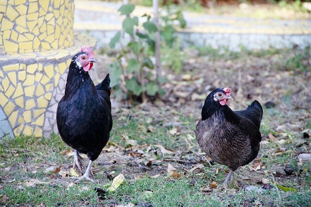 Экологически чистая продукция со своего подсобного хозяйства намного лучше того, что предлагают потребителю сетевые магазины. Сертификация продукции сейчас дело добровольное, что на руку недобросовестным производителям.