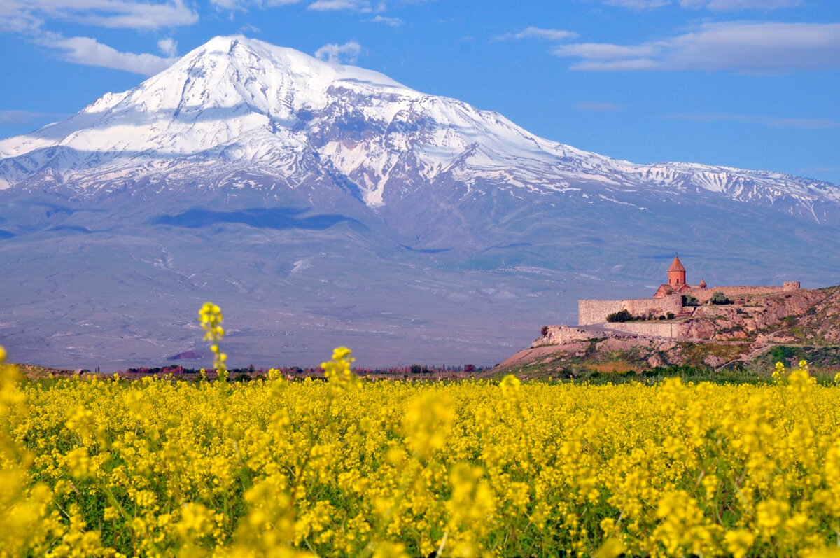 Армения гора Арарат маки