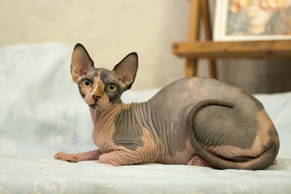 Кошка-черепашка Ариадна из König sphynx, калико