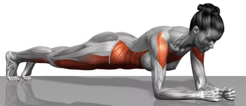 Поза планки: работа мышц