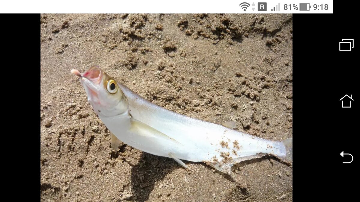 фото ловля чехони на резиновую резину на донную удочку.