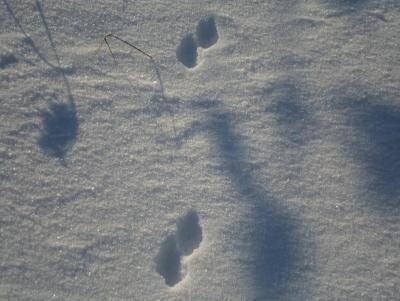 Как выглядит след хорька. Следы лесного хорька. Как выглядит след хорька. Следы семейства куньих. Следы хорька.