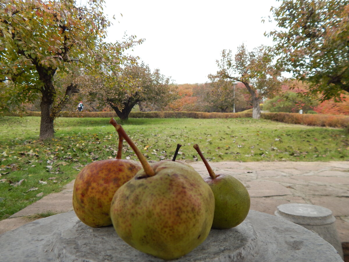 Дзен в грушевом саду в кампусе города Яньцзи, Китай