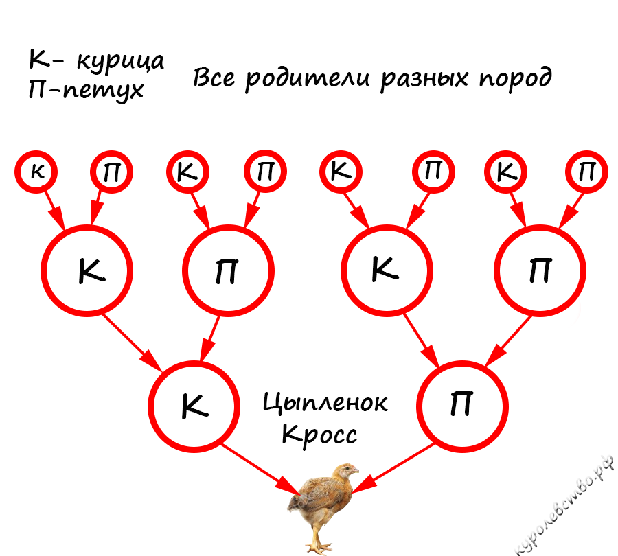Отличие породистых кур от кроссов | Куролевство | Дзен