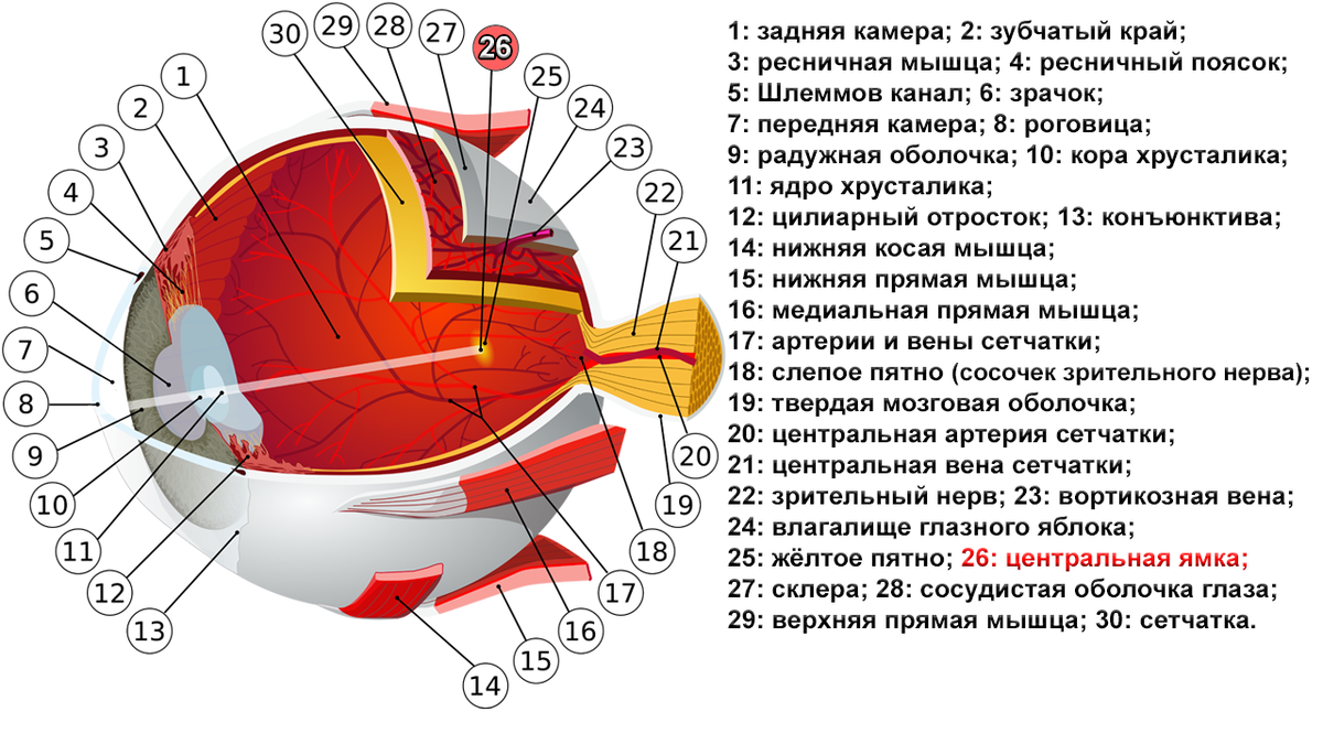 Почему время кажется бежать быстрее: научное объяснение