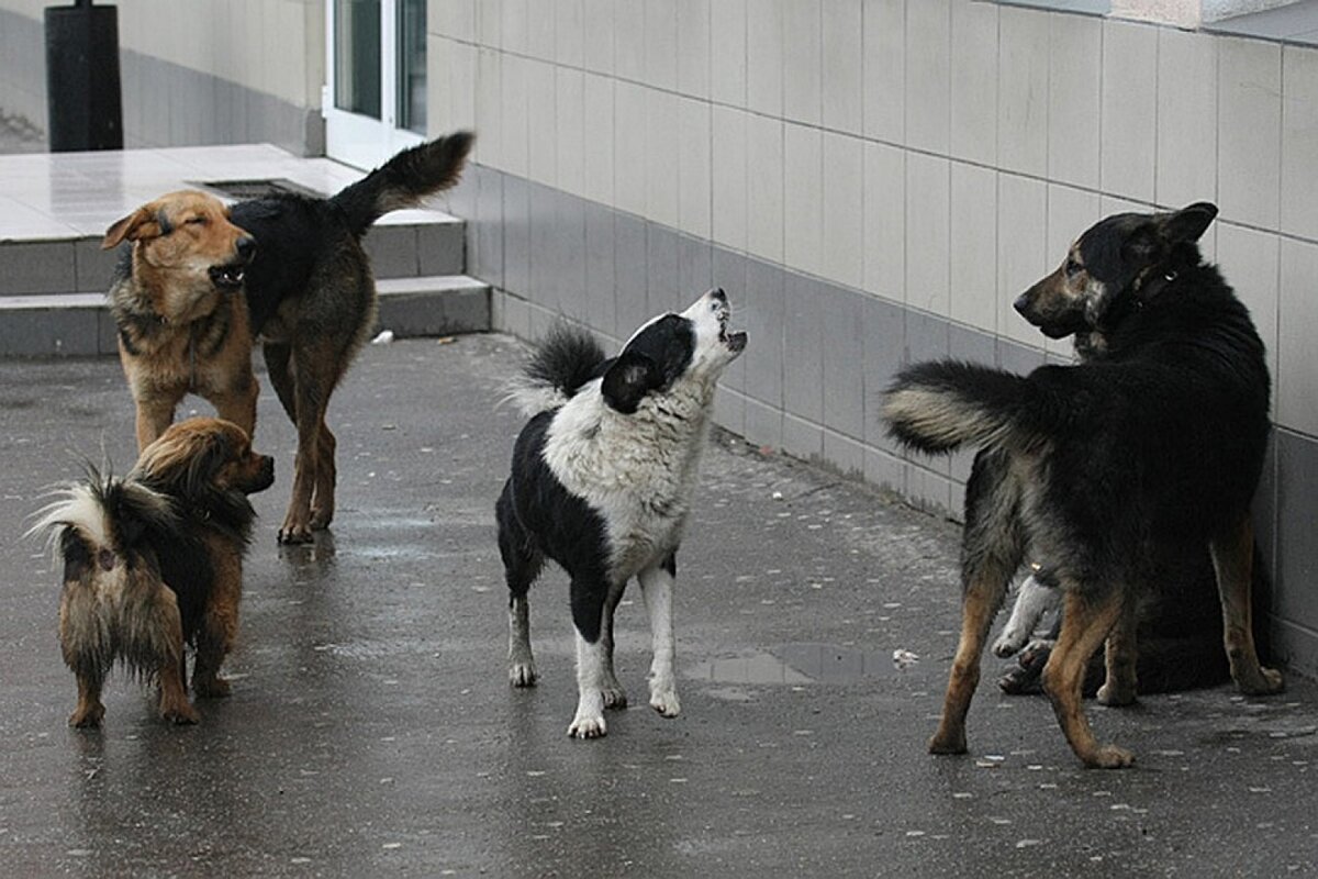 Фото с сайта http://reporter34.ru