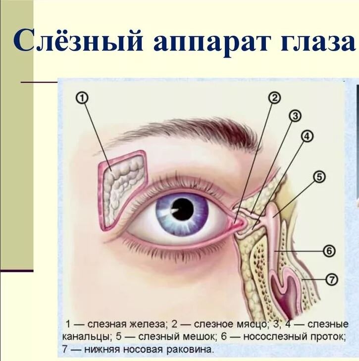 От состояния круговой мышцы глаза, зависит состояние всех тканей, хорошая работа желез, канальцев и так далее. 