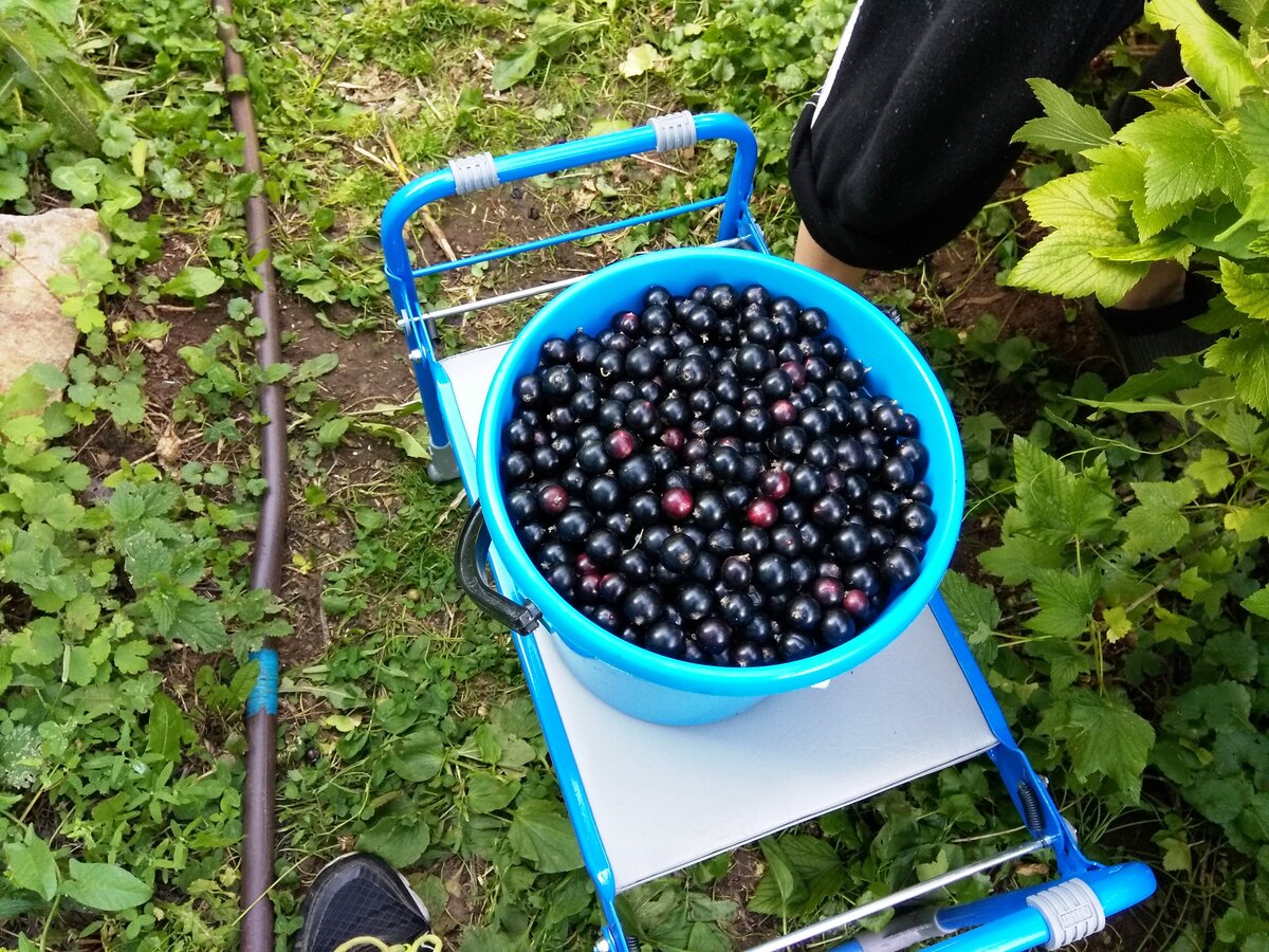 Шарлотка из свежей смородины за полчаса: выручит, когда ничего нет к чаю |  Наша Дача | Дзен