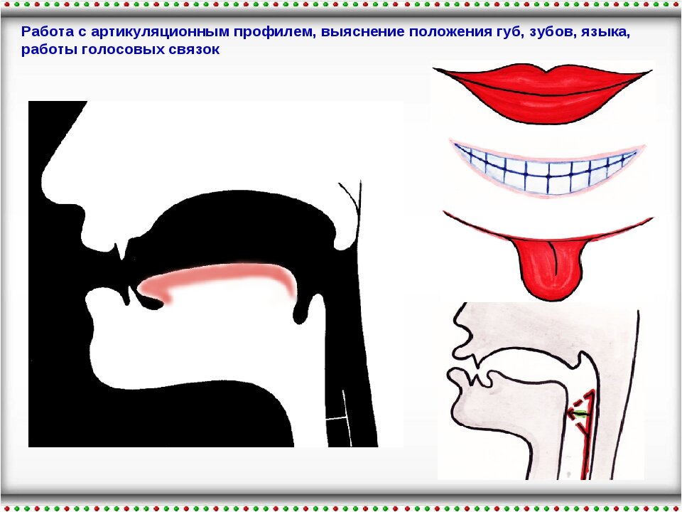 Схема артикуляционного аппарата для детей