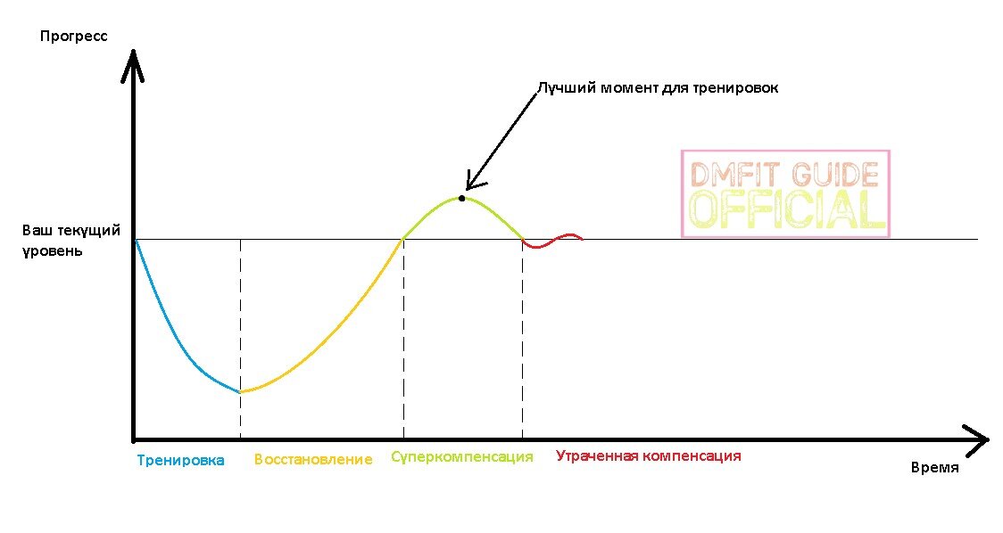 Так восстанавливаются ваши мышцы!