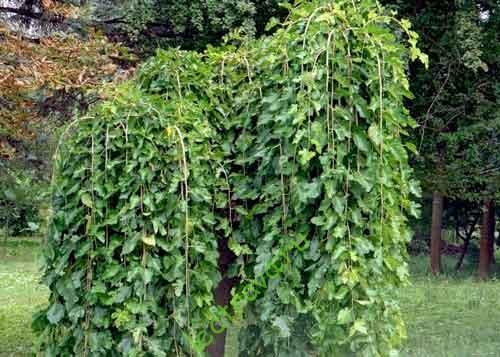 Доминирующий вкус спелых плодов сладкий, но, как правило, несколько пресный, из-за высокого содержания воды и низкого уровня других ароматизирующих ингредиентов. Более богатый вкус развивается, если плод высушивают; иногда его используют для замены изюма.