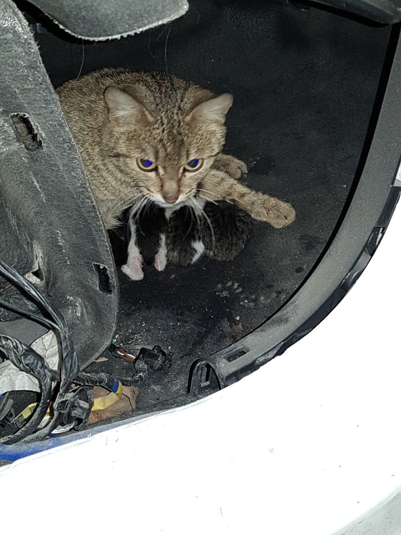 Ведь так не бывает на свете, чтоб были потеряны дети 🏡🐈 | Центр помощи  кошкам «Муркоша» | Дзен