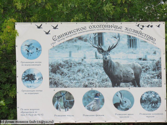 Помимо разведения маралов, у хозяйства есть и другая деятельность