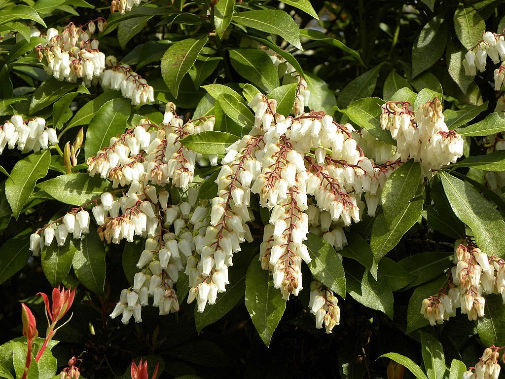 Japonica. Пиерис Pieris japonica. Пиерис посадка и уход в открытом грунте. Japonica фото.