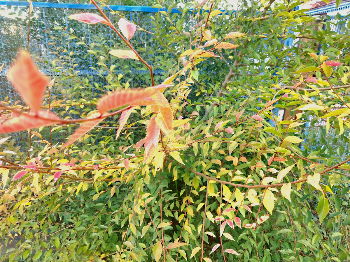 Желтые листья