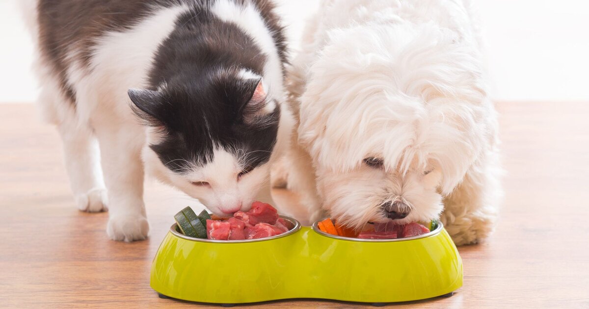 Фото взято из интернет источников