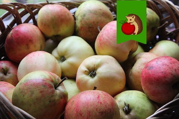 Как сохранить яблоки свежими в домашних условиях надолго?