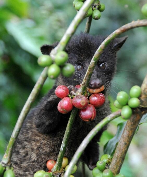 Азиатская пальмовая циветта